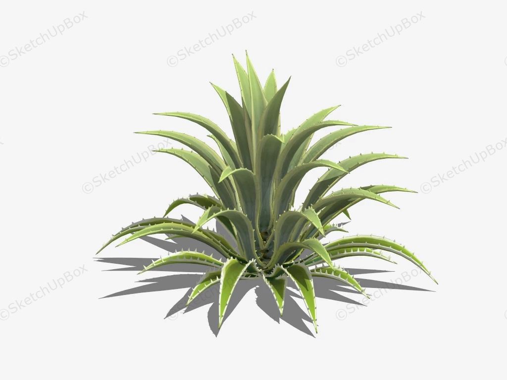 Variegated Snake Plant sketchup model preview - SketchupBox