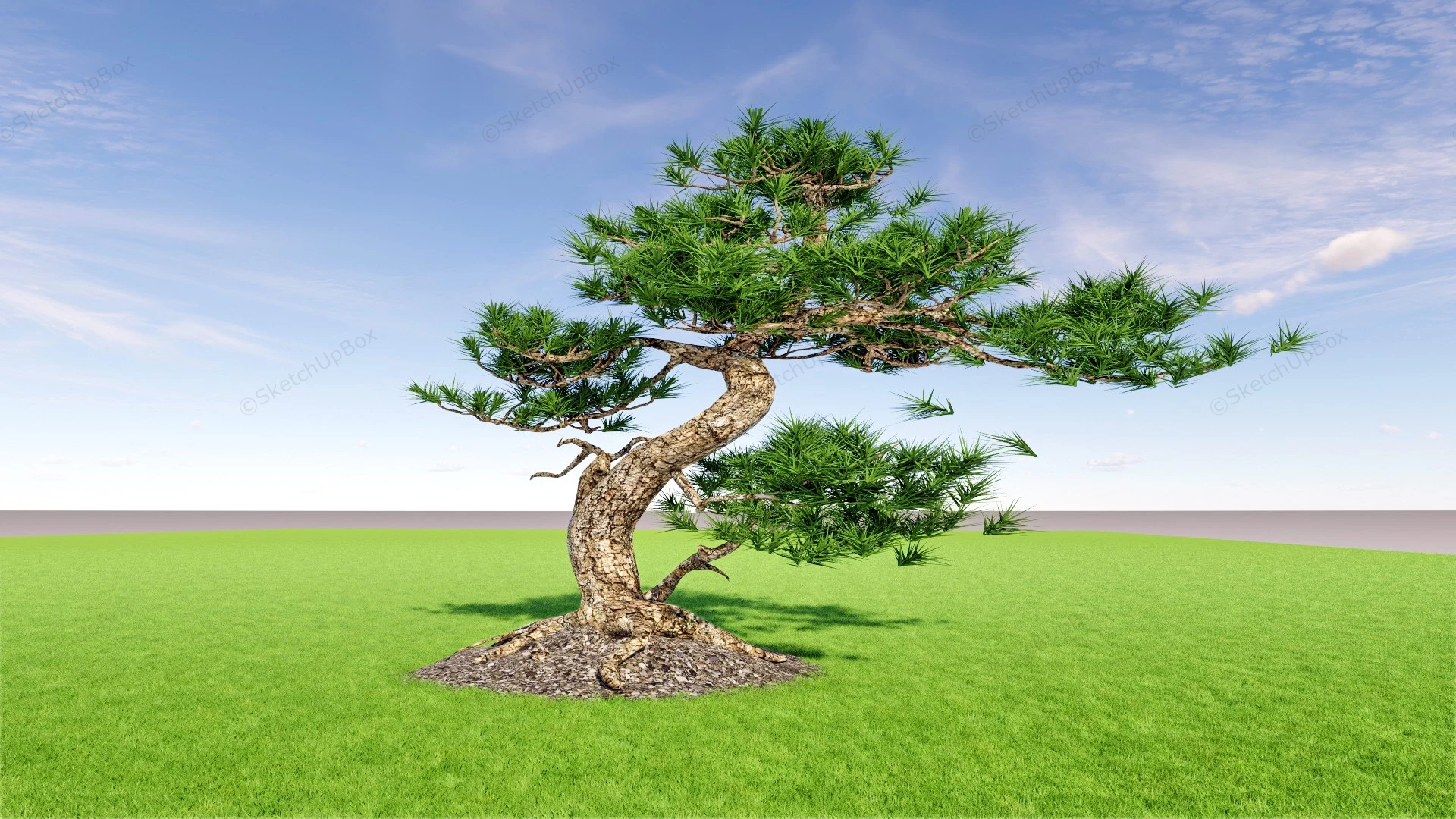 Beautiful Bonsai Tree sketchup model preview - SketchupBox