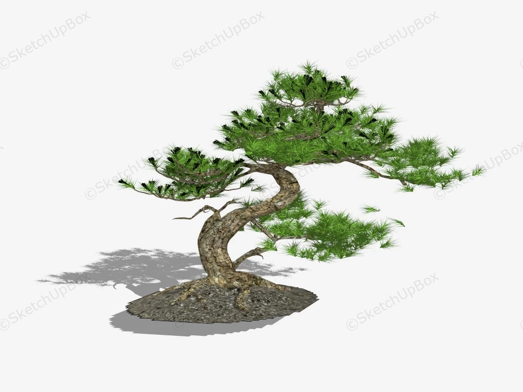 Beautiful Bonsai Tree sketchup model preview - SketchupBox