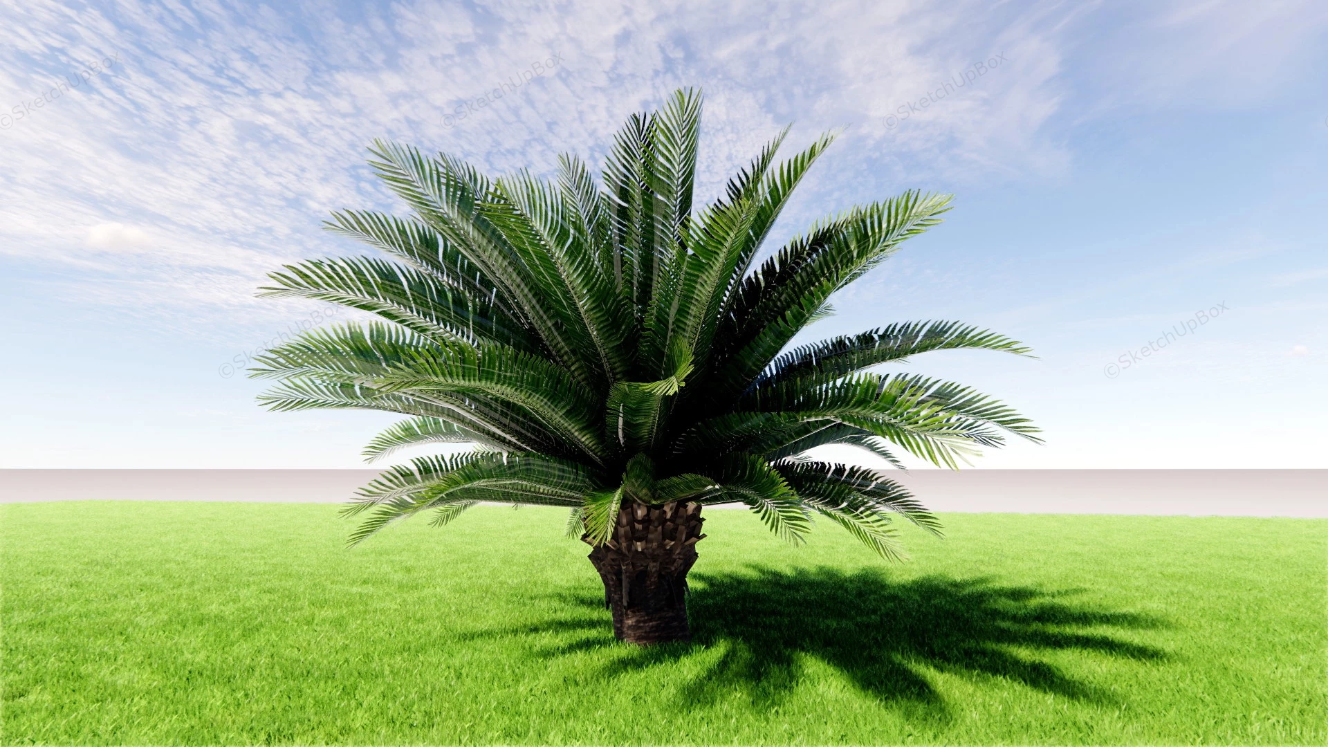 Sago Palm Tree sketchup model preview - SketchupBox