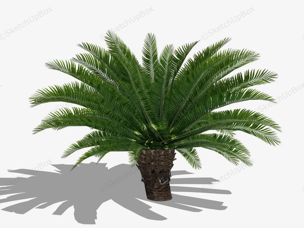 Sago Palm Tree sketchup model preview - SketchupBox