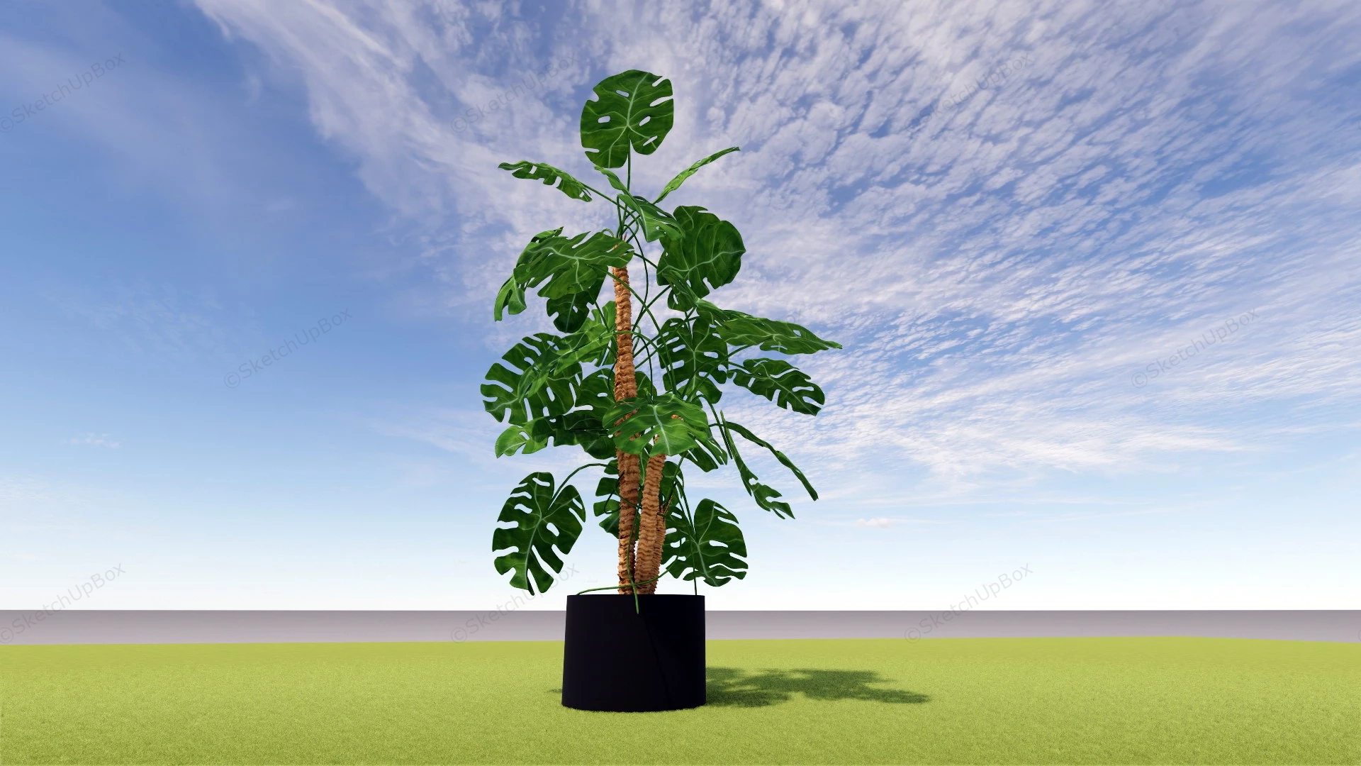 Big Monstera Deliciosa Plant sketchup model preview - SketchupBox