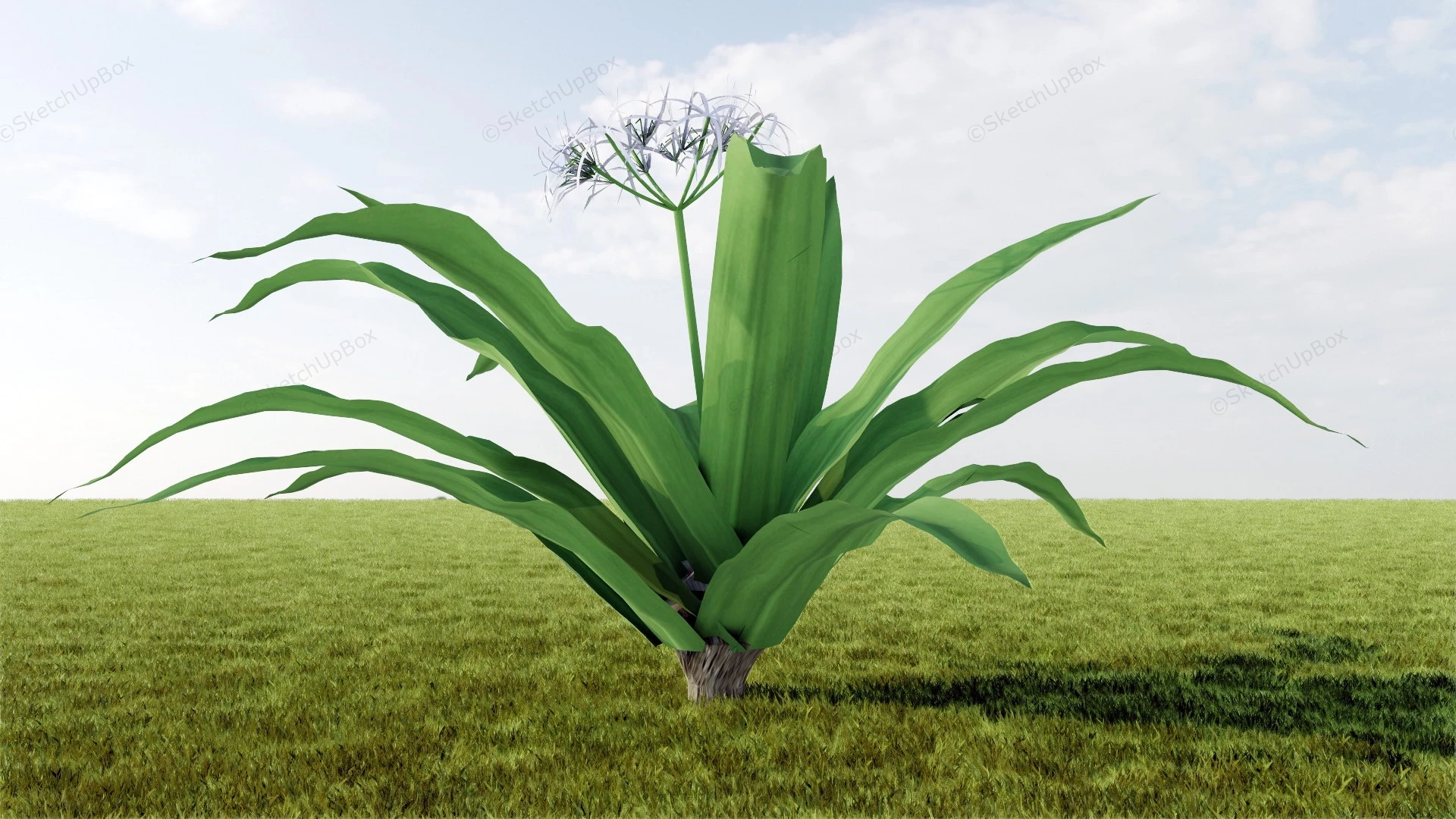 Crinum Asiaticum sketchup model preview - SketchupBox