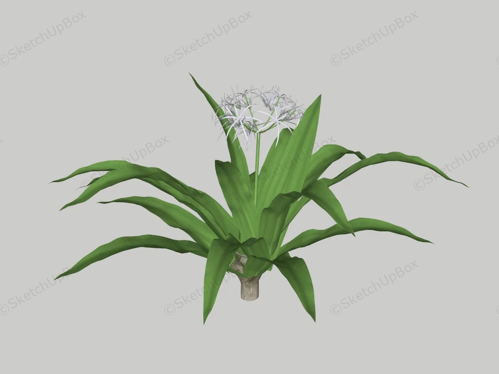 Crinum Asiaticum sketchup model preview - SketchupBox