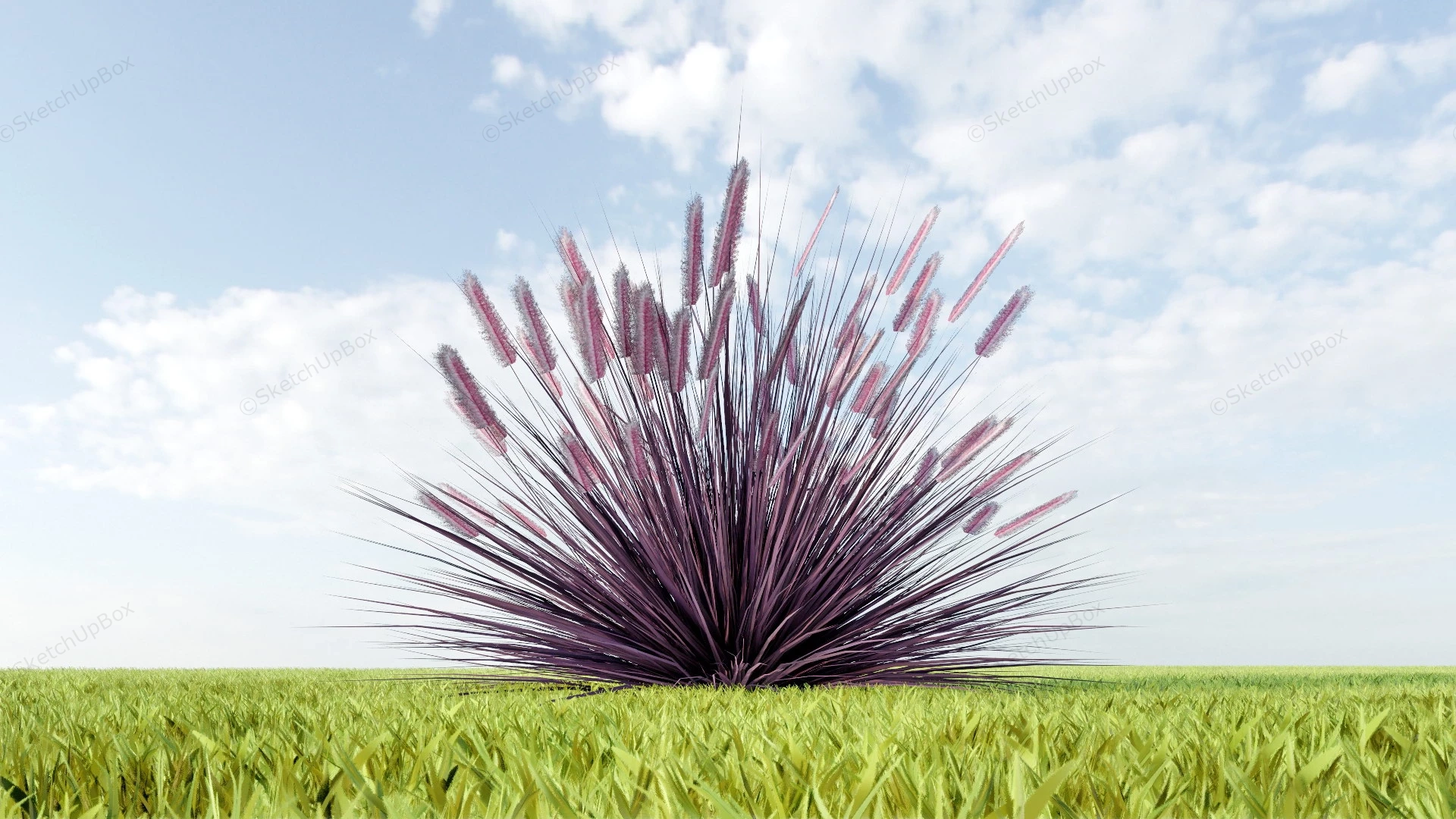 Purple Fountain Grass sketchup model preview - SketchupBox