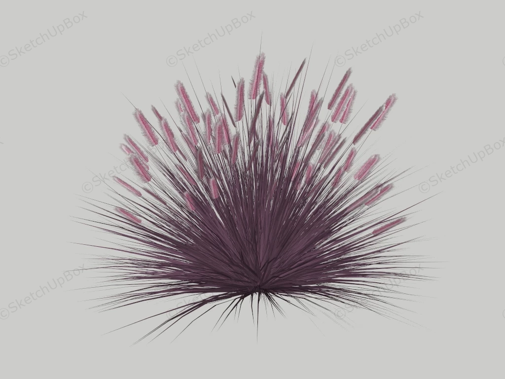 Purple Fountain Grass sketchup model preview - SketchupBox