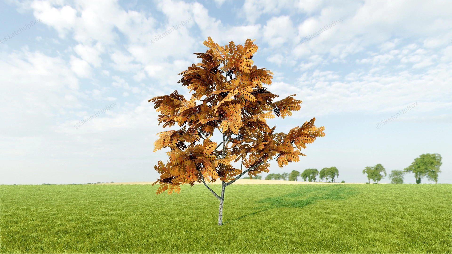 Yellow Ash Tree sketchup model preview - SketchupBox