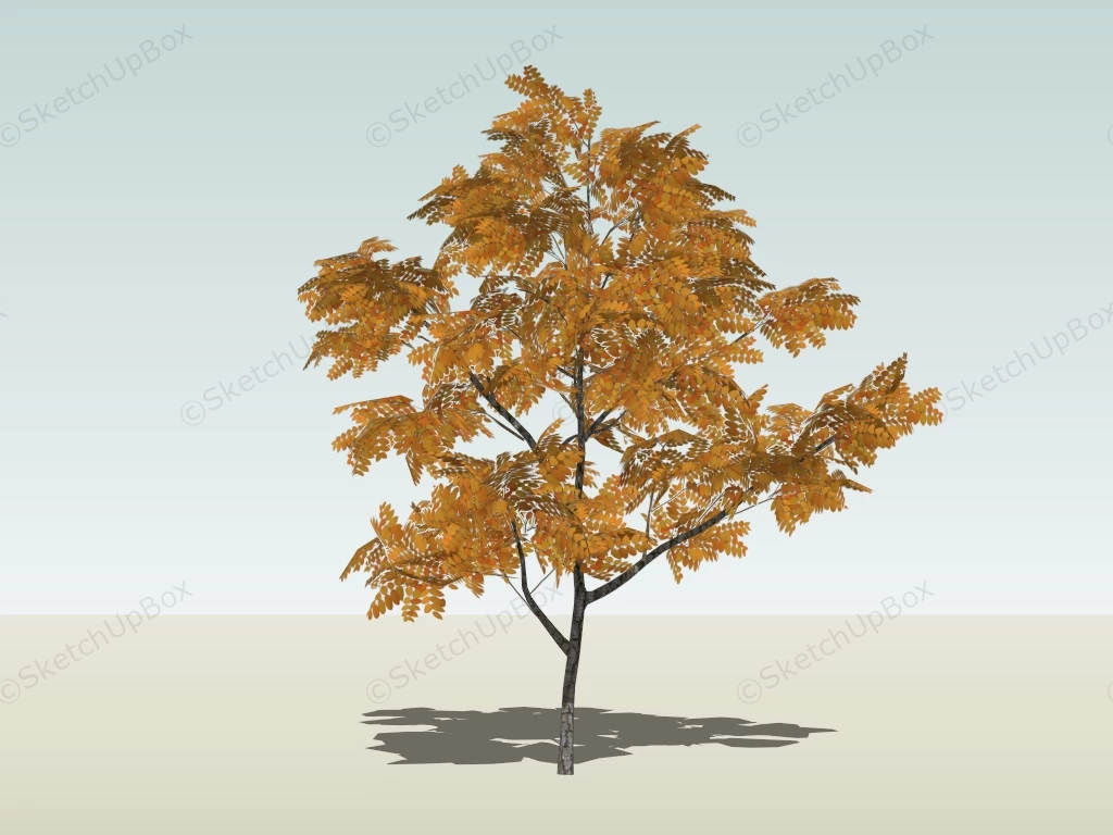 Yellow Ash Tree sketchup model preview - SketchupBox