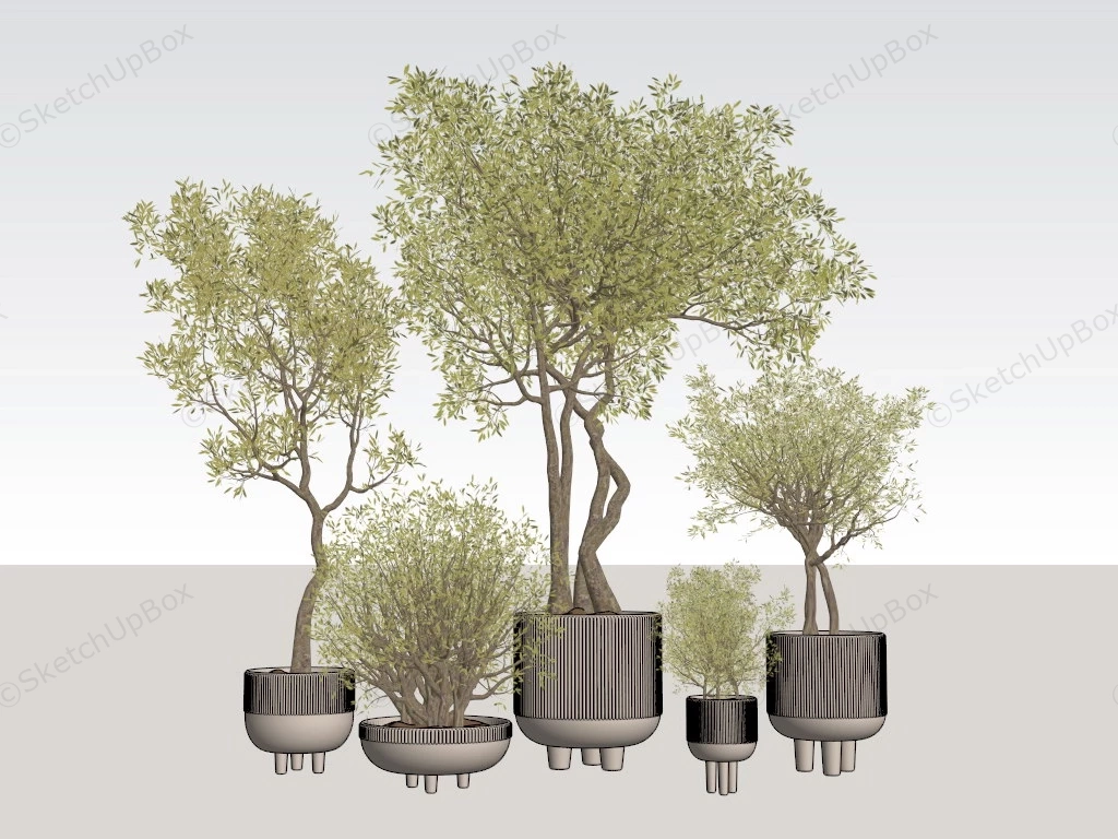 Set Of Potted Trees sketchup model preview - SketchupBox