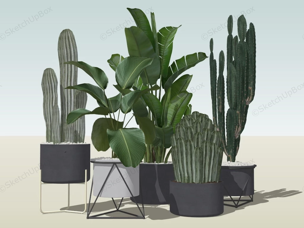 Indoor Cactus Plants In Pots sketchup model preview - SketchupBox