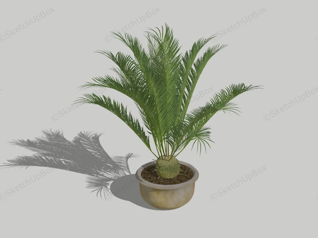 Garden Palm Tree In Pot sketchup model preview - SketchupBox