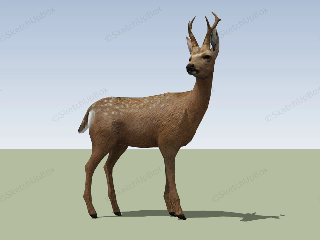 Sika Deer Stag sketchup model preview - SketchupBox