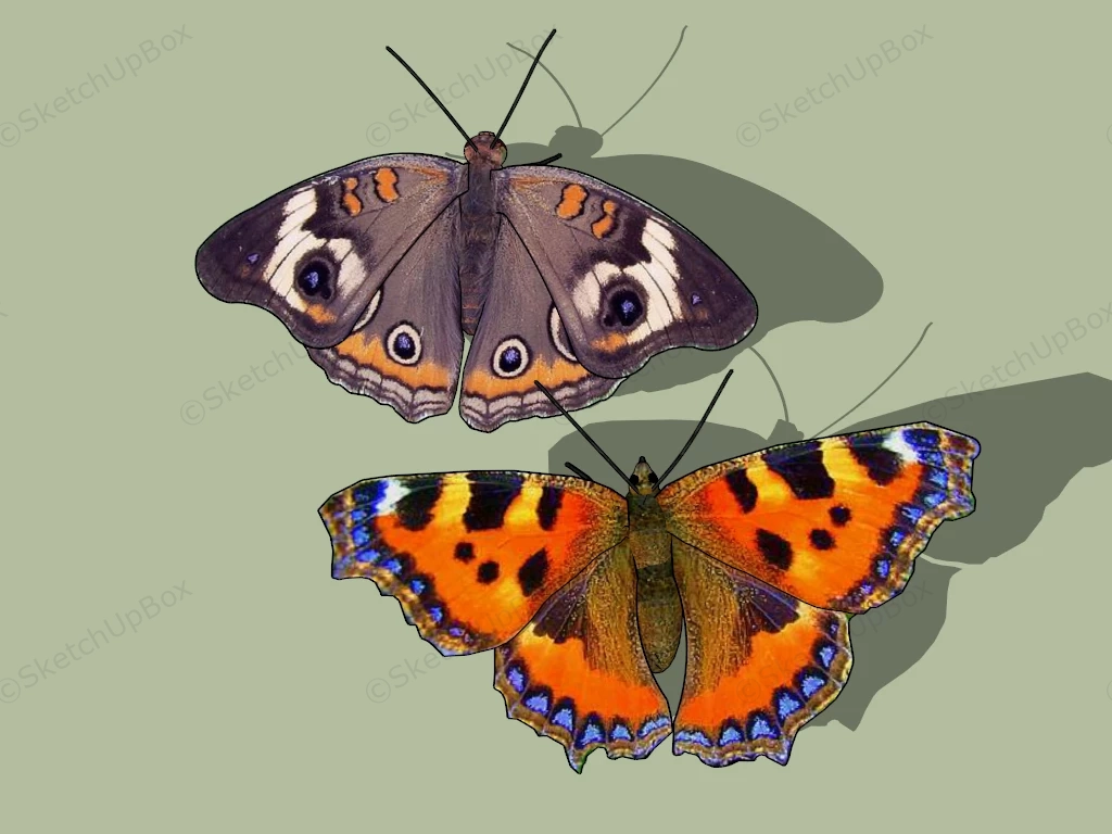 Brown And Orange Butterflies sketchup model preview - SketchupBox