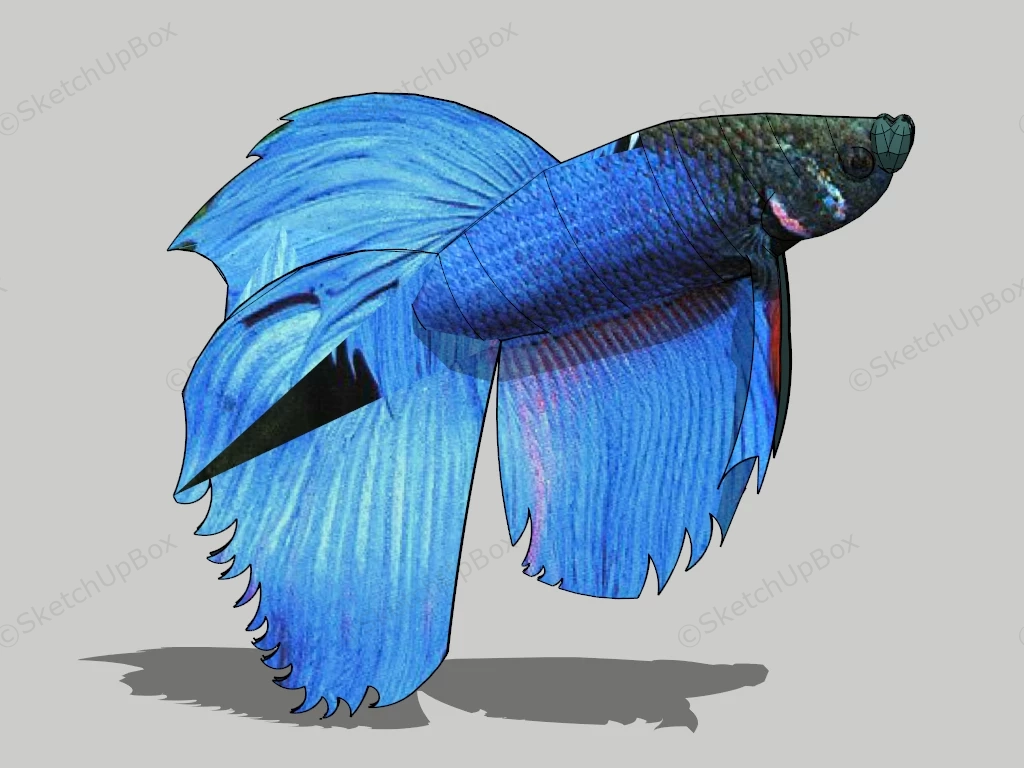 Siamese Fighting Fish sketchup model preview - SketchupBox