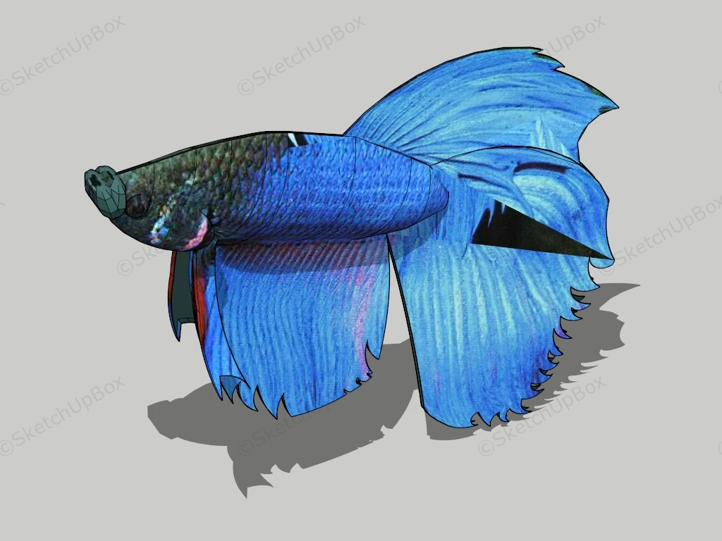 Siamese Fighting Fish sketchup model preview - SketchupBox