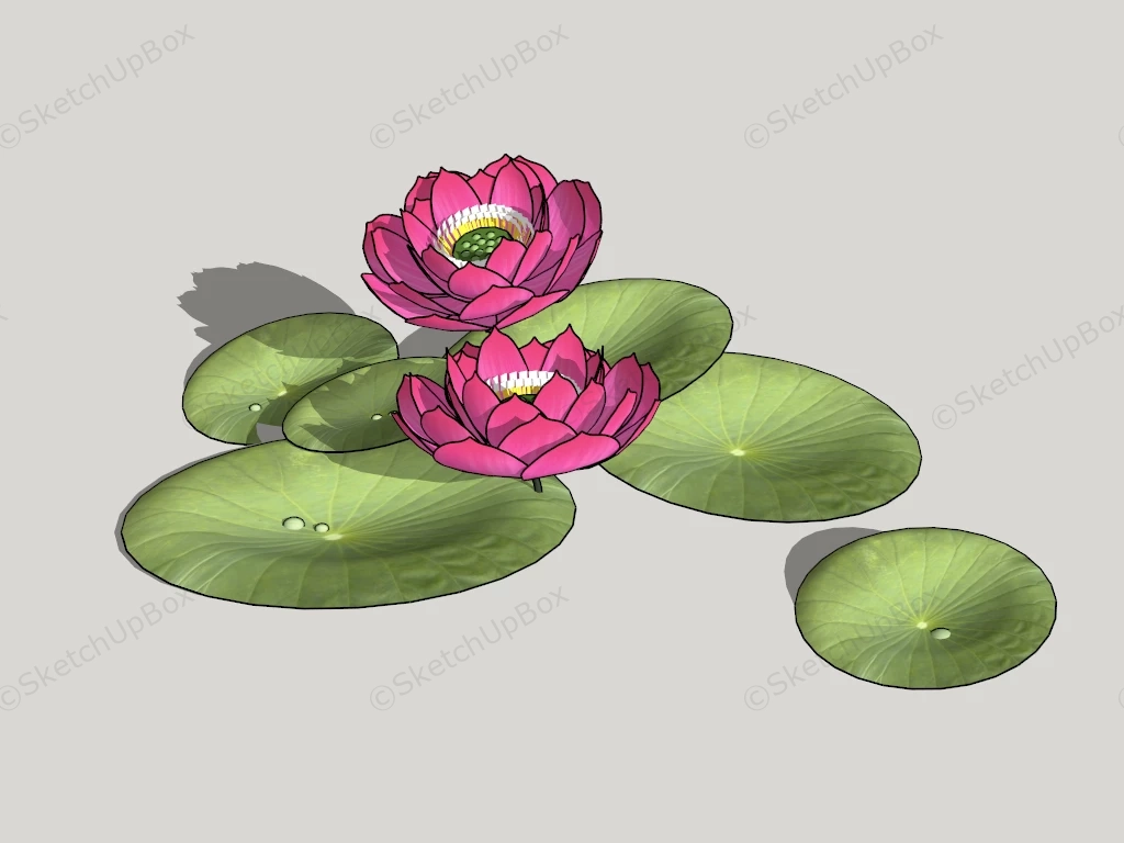 Lotus Flowers With Leaves sketchup model preview - SketchupBox