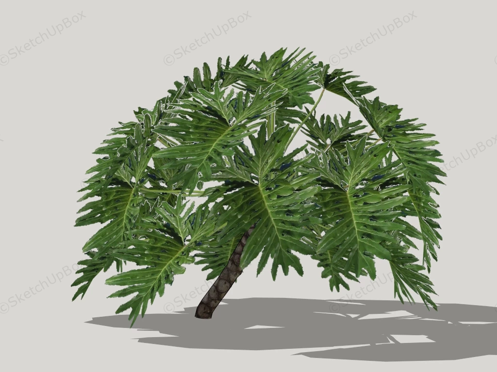 Giant Split Leaf Philodendron Plant sketchup model preview - SketchupBox