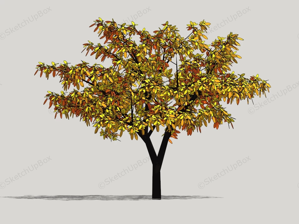 Beautiful Autumn Tree sketchup model preview - SketchupBox