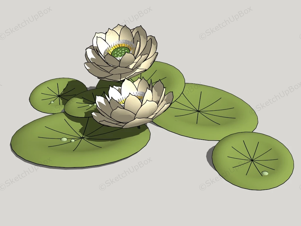 White Water Lily Flower Plant sketchup model preview - SketchupBox