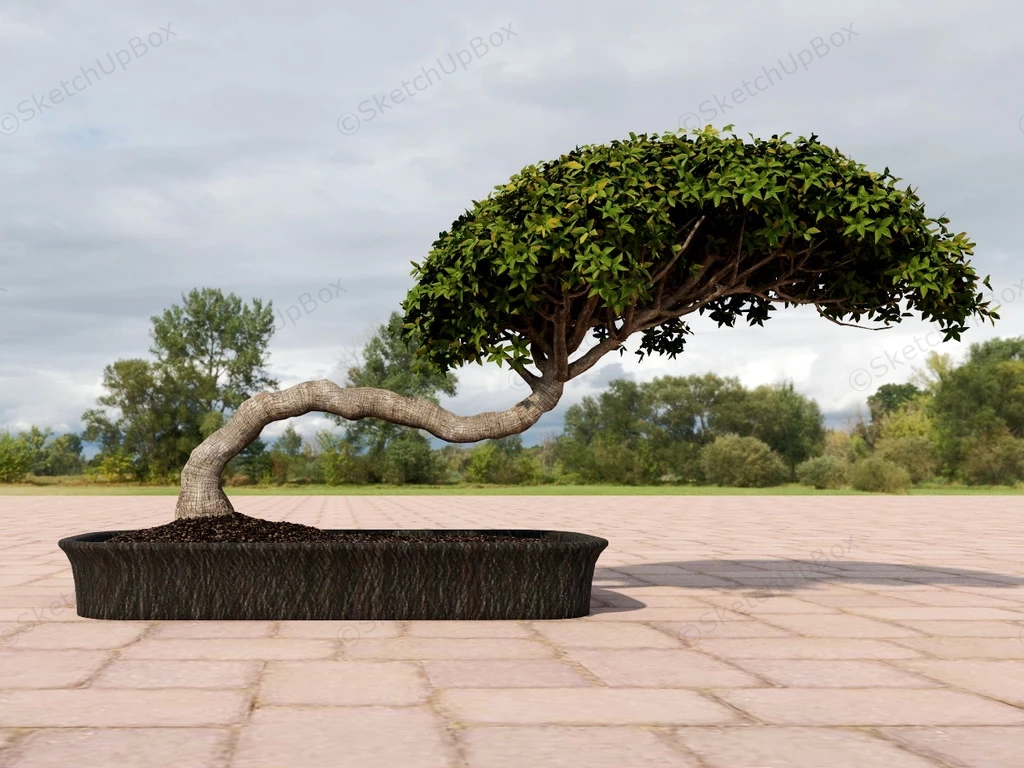 Beautiful Bonsai Tree sketchup model preview - SketchupBox