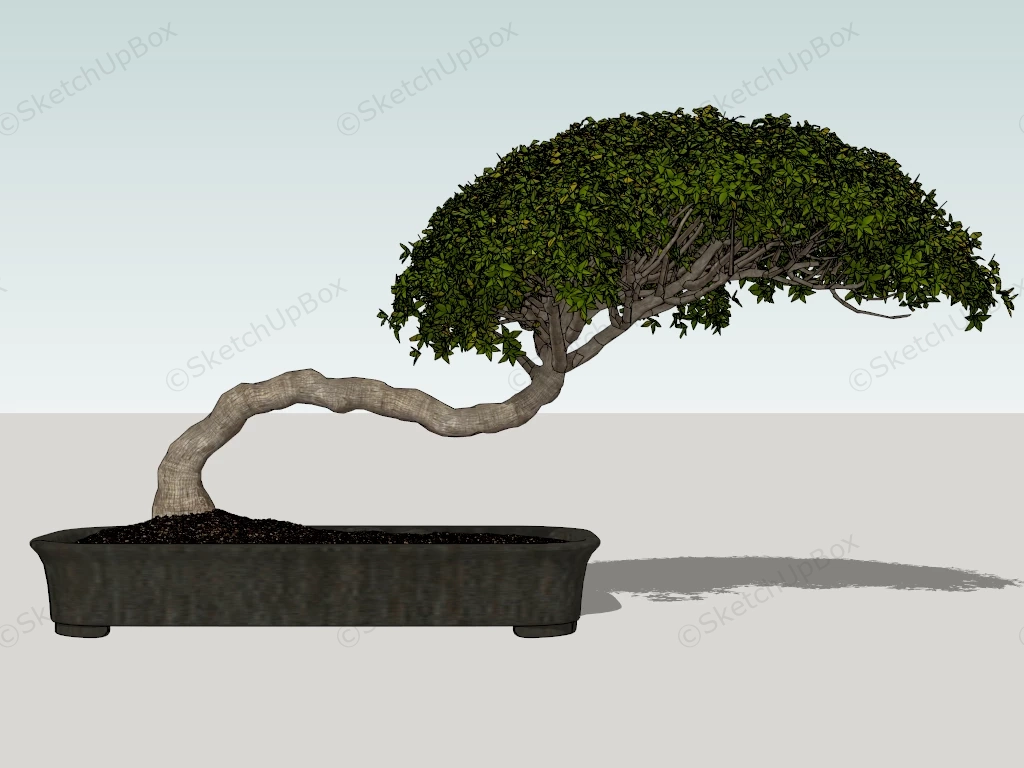 Beautiful Bonsai Tree sketchup model preview - SketchupBox