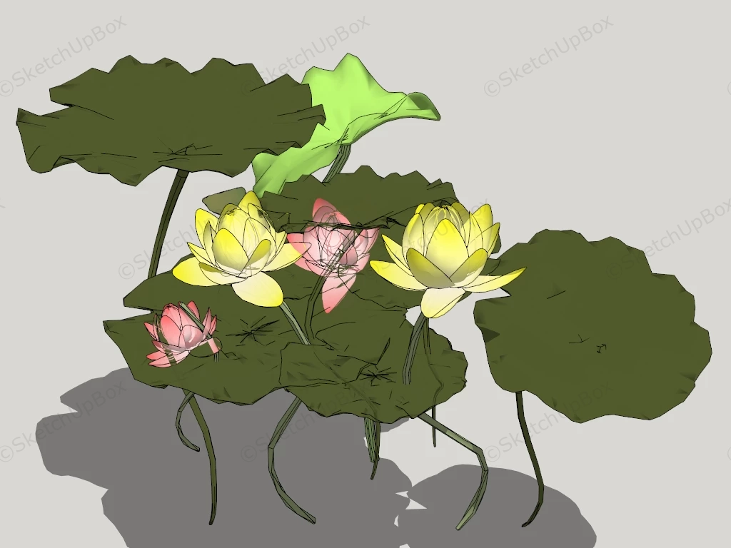 Yellow And Pink Lotus Flowers sketchup model preview - SketchupBox