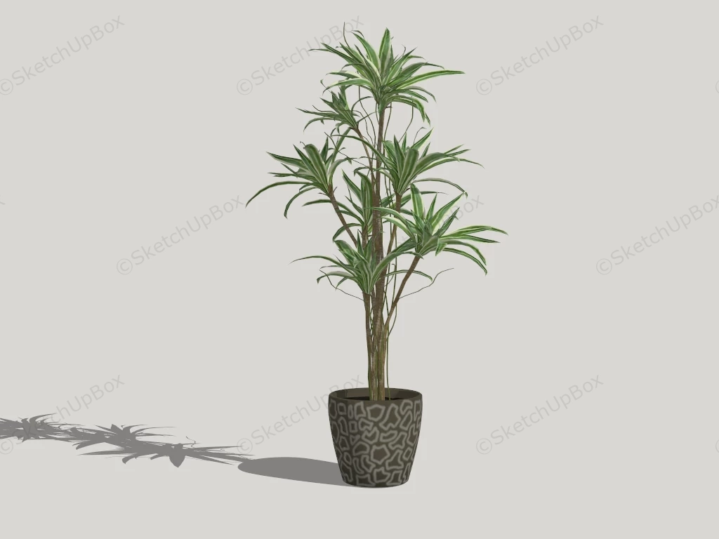 Kiwi Dragon Tree House Plant sketchup model preview - SketchupBox