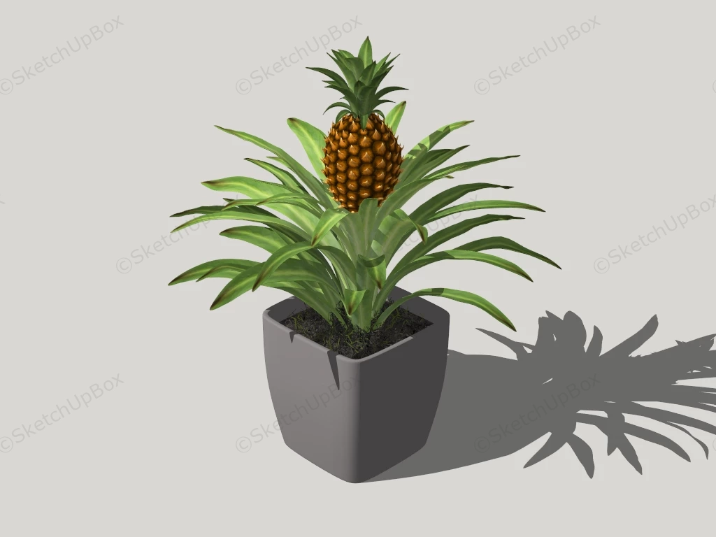 Pineapple Plant In Pot sketchup model preview - SketchupBox