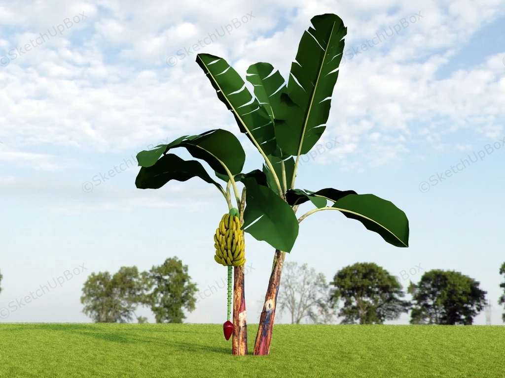 Banana Tree Plant sketchup model preview - SketchupBox