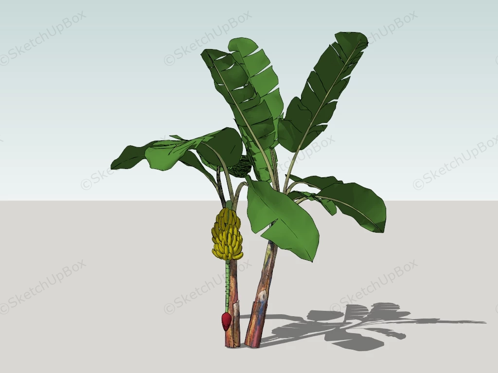 Banana Tree Plant sketchup model preview - SketchupBox