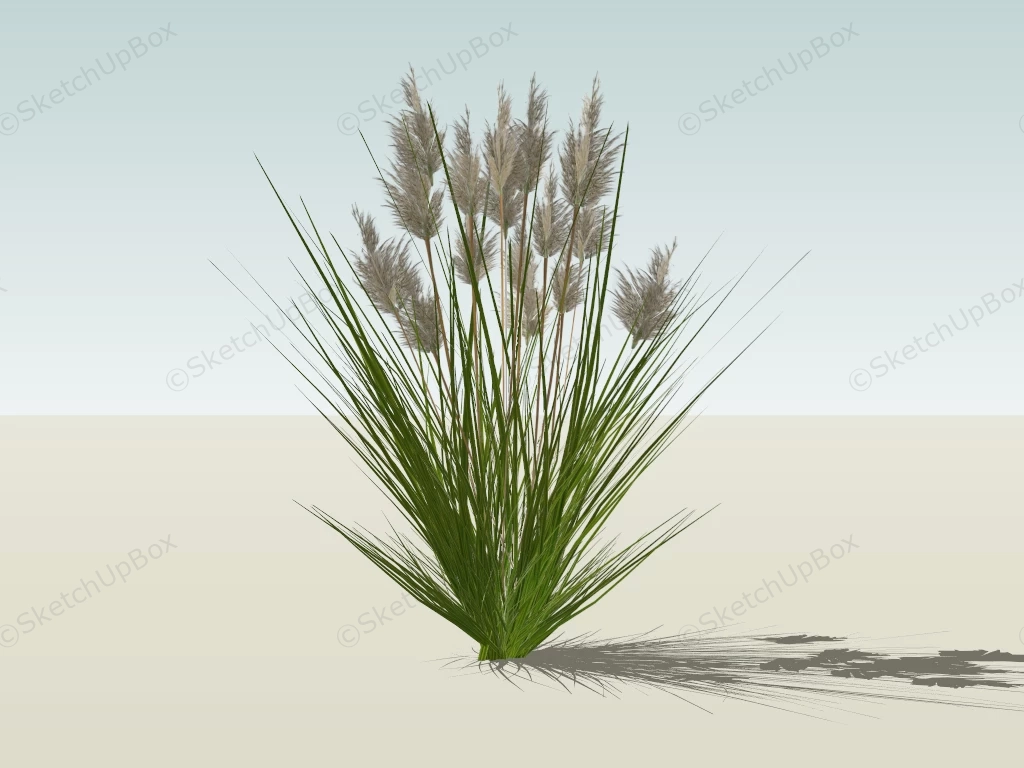 Pennisetum Grasses sketchup model preview - SketchupBox