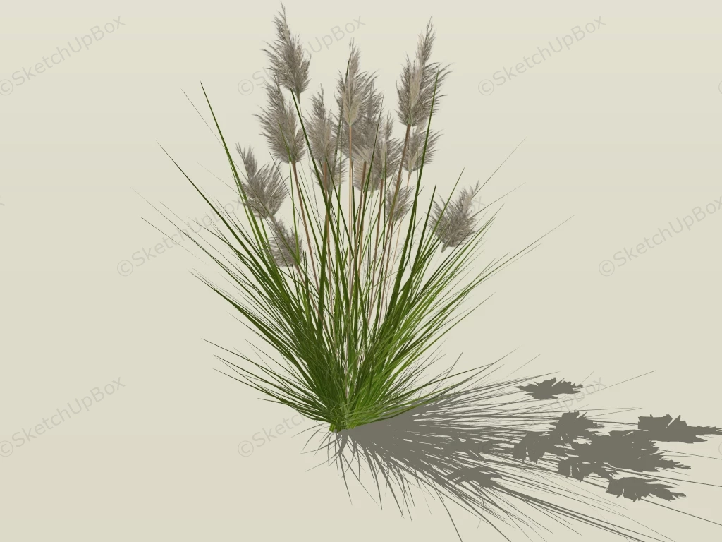 Pennisetum Grasses sketchup model preview - SketchupBox