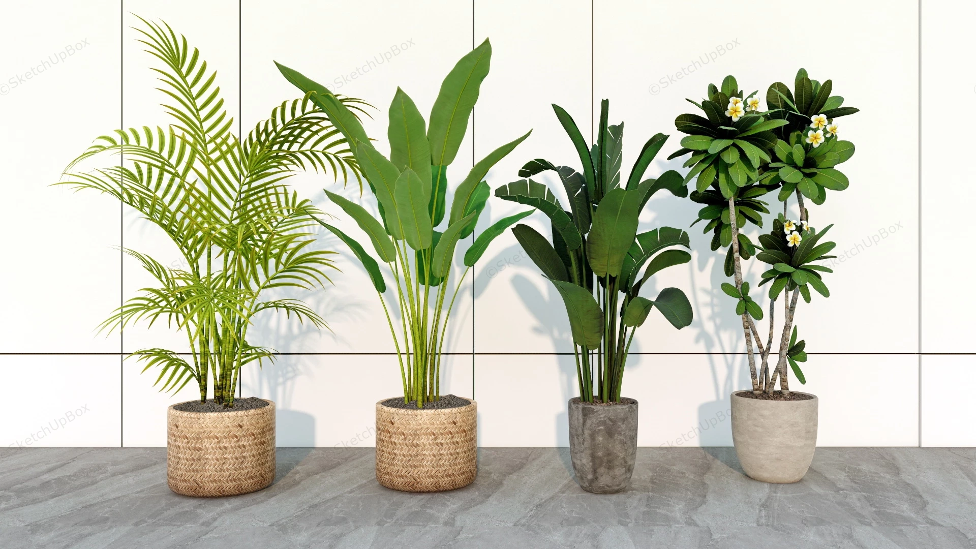 Beautiful Tall Indoor Plants sketchup model preview - SketchupBox