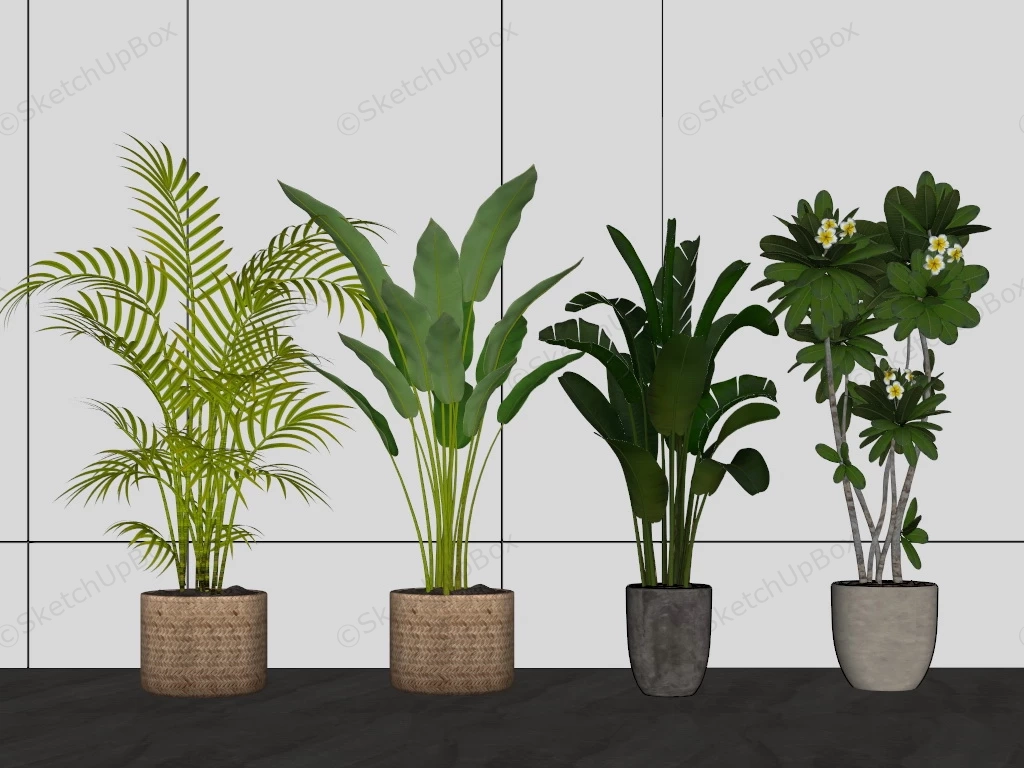 Beautiful Tall Indoor Plants sketchup model preview - SketchupBox