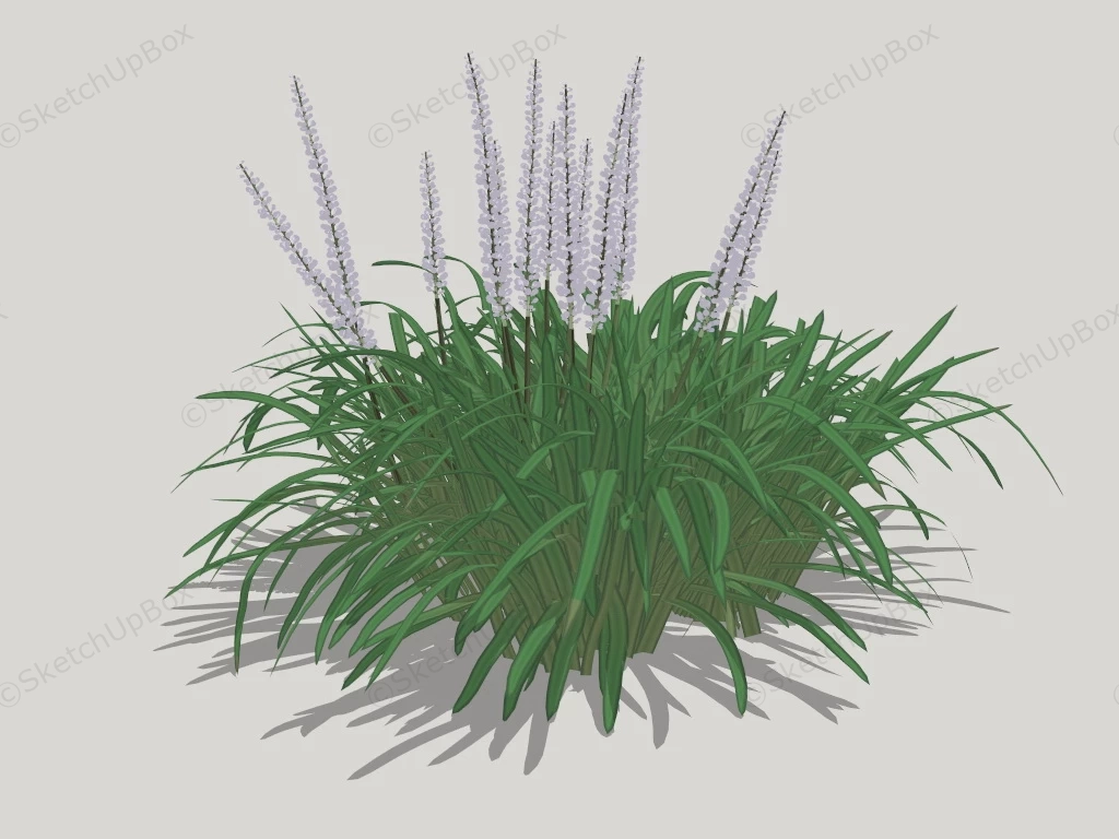 Flowering Liriope Muscari Plant sketchup model preview - SketchupBox