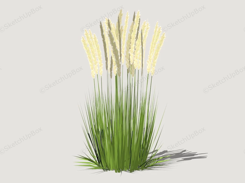 Calamagrostis Reed Grass sketchup model preview - SketchupBox