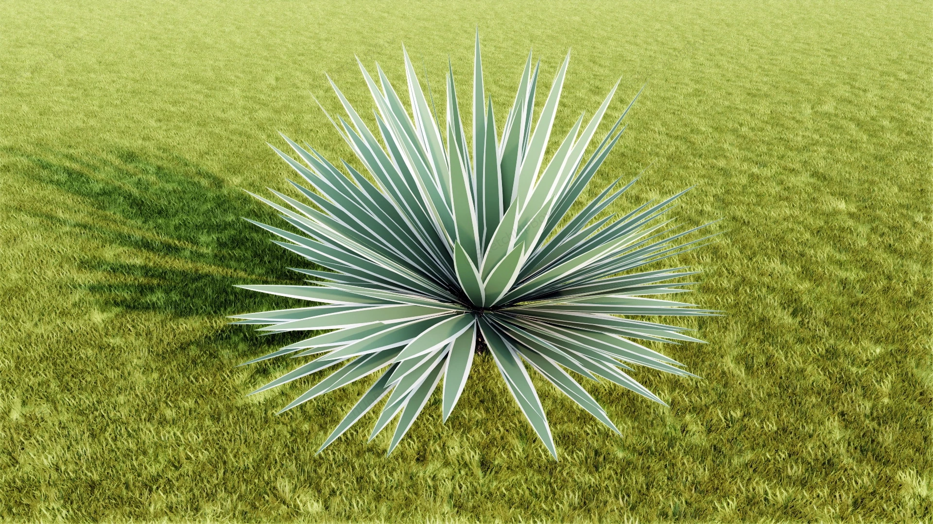 Maguey Plant sketchup model preview - SketchupBox