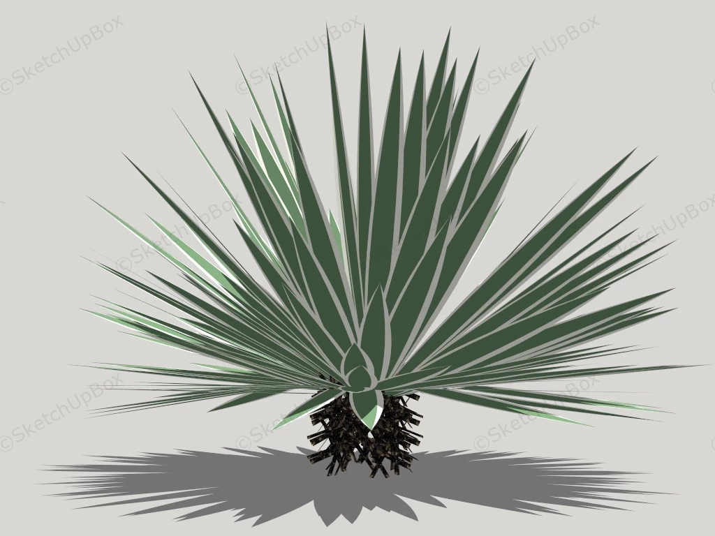 Maguey Plant sketchup model preview - SketchupBox