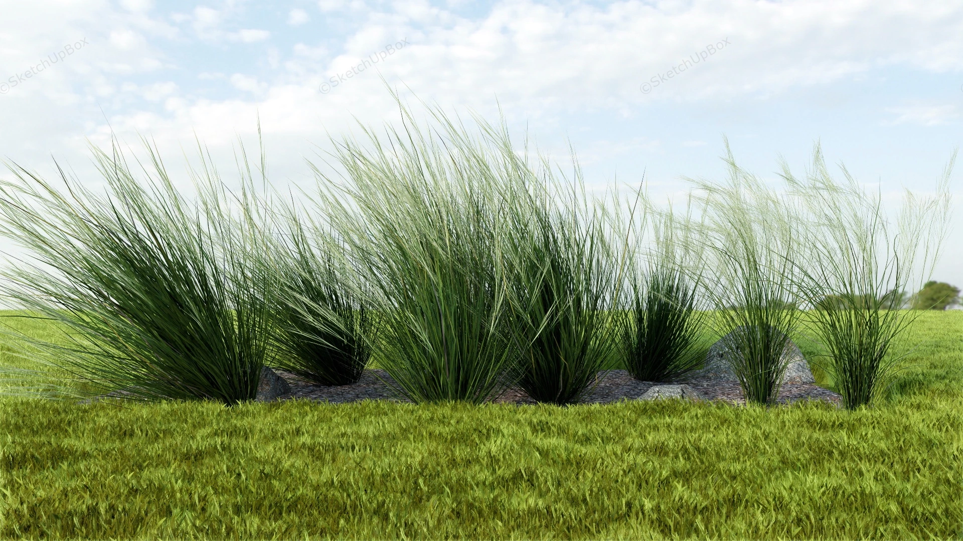 Ornamental Grasses sketchup model preview - SketchupBox