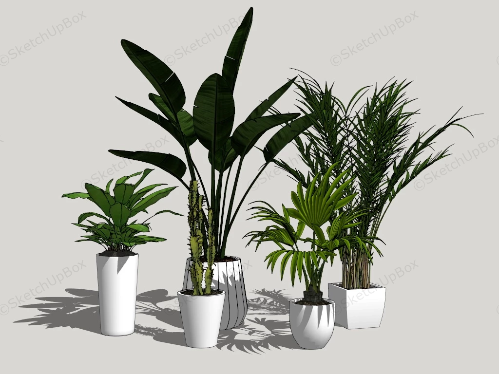 Indoor Plants sketchup model preview - SketchupBox