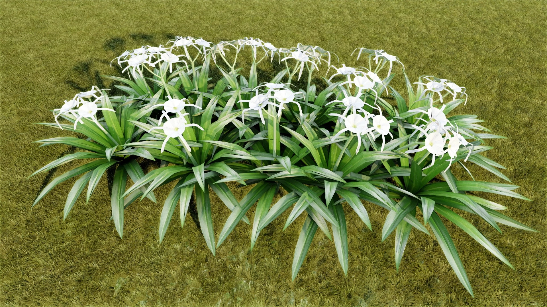 Spider Lily Hymenocallis sketchup model preview - SketchupBox