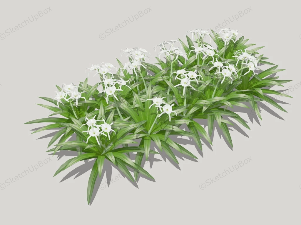 Spider Lily Hymenocallis sketchup model preview - SketchupBox