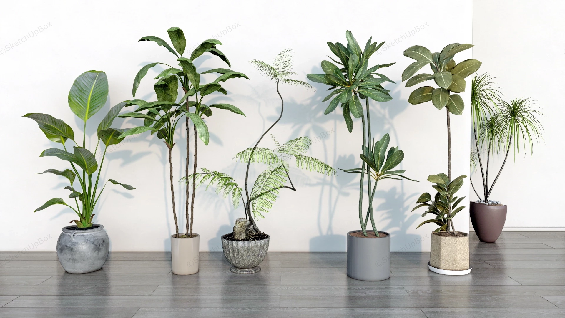 Large Indoor Floor Plants sketchup model preview - SketchupBox