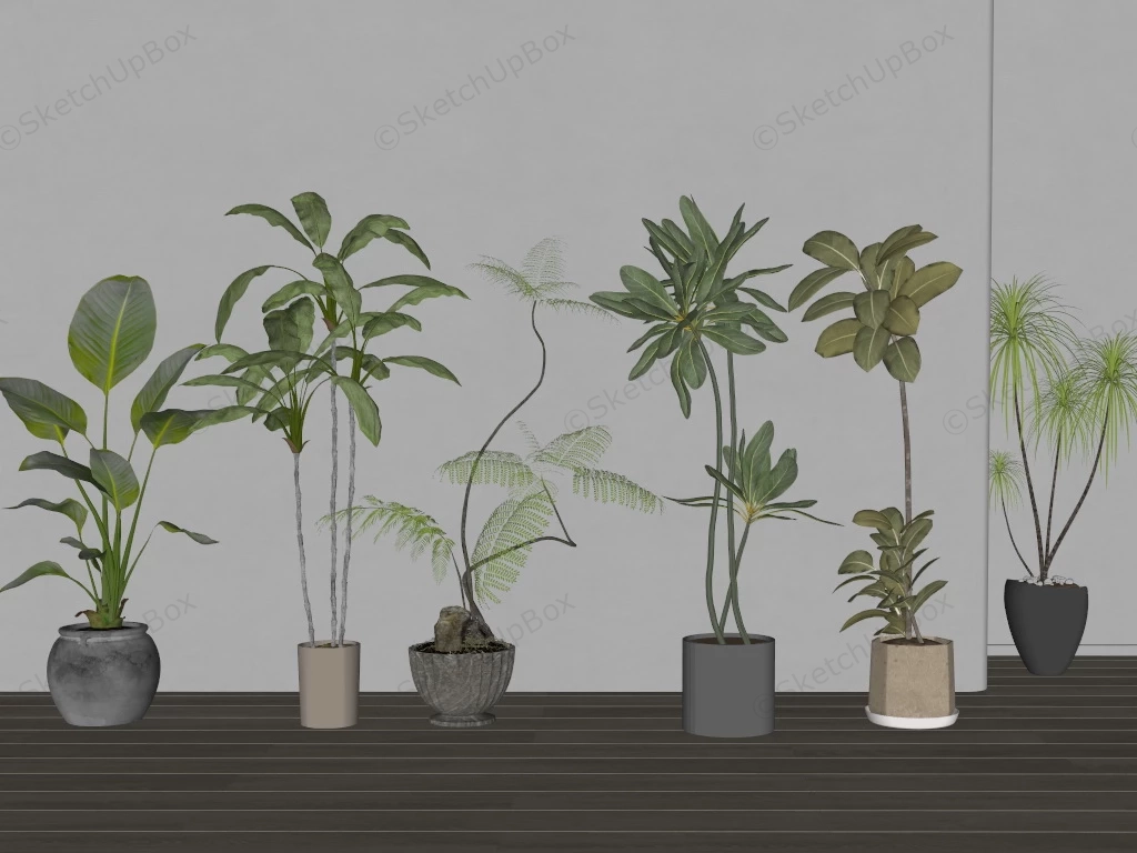 Large Indoor Floor Plants sketchup model preview - SketchupBox