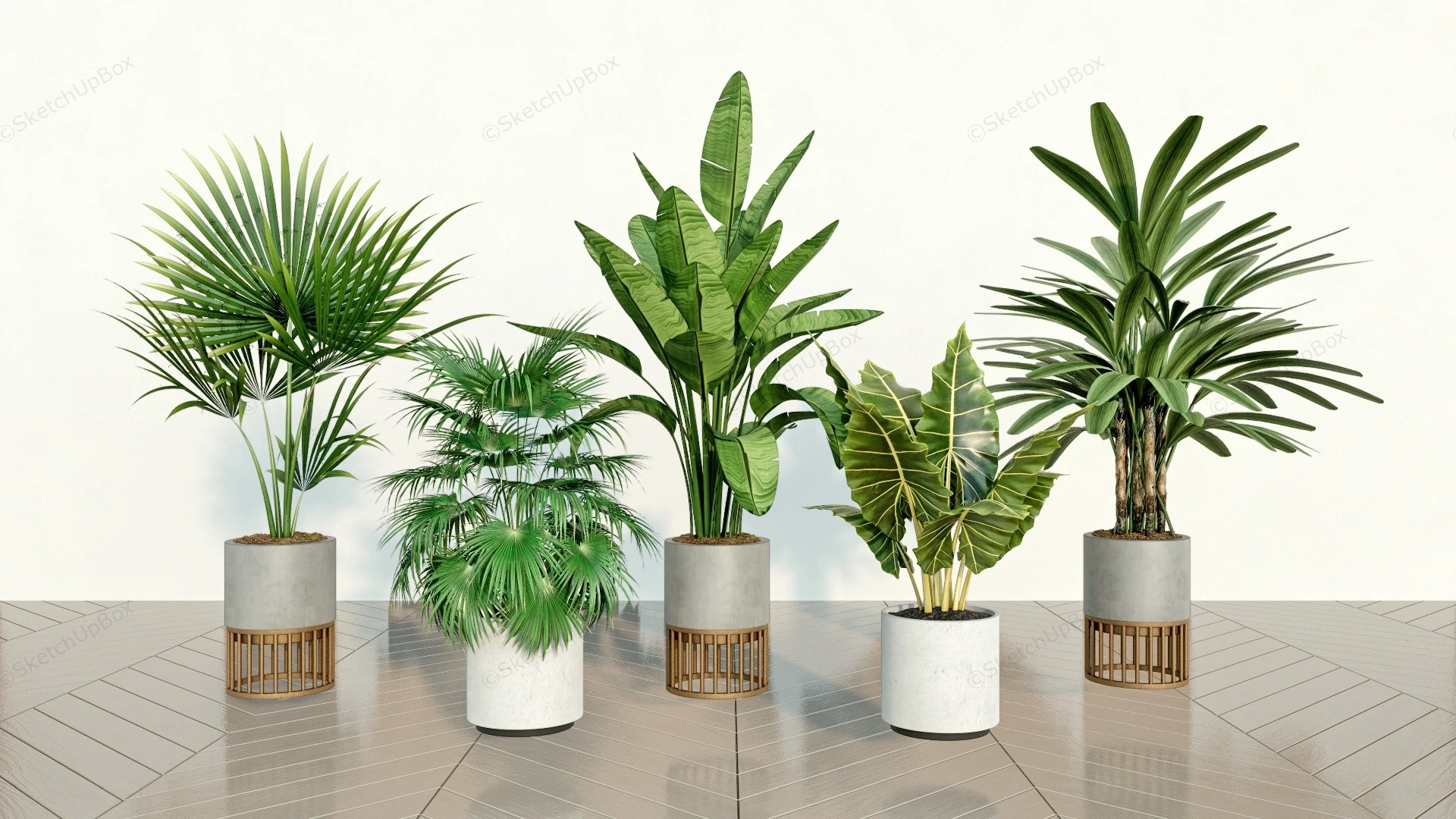 5 Indoor Plants Set sketchup model preview - SketchupBox