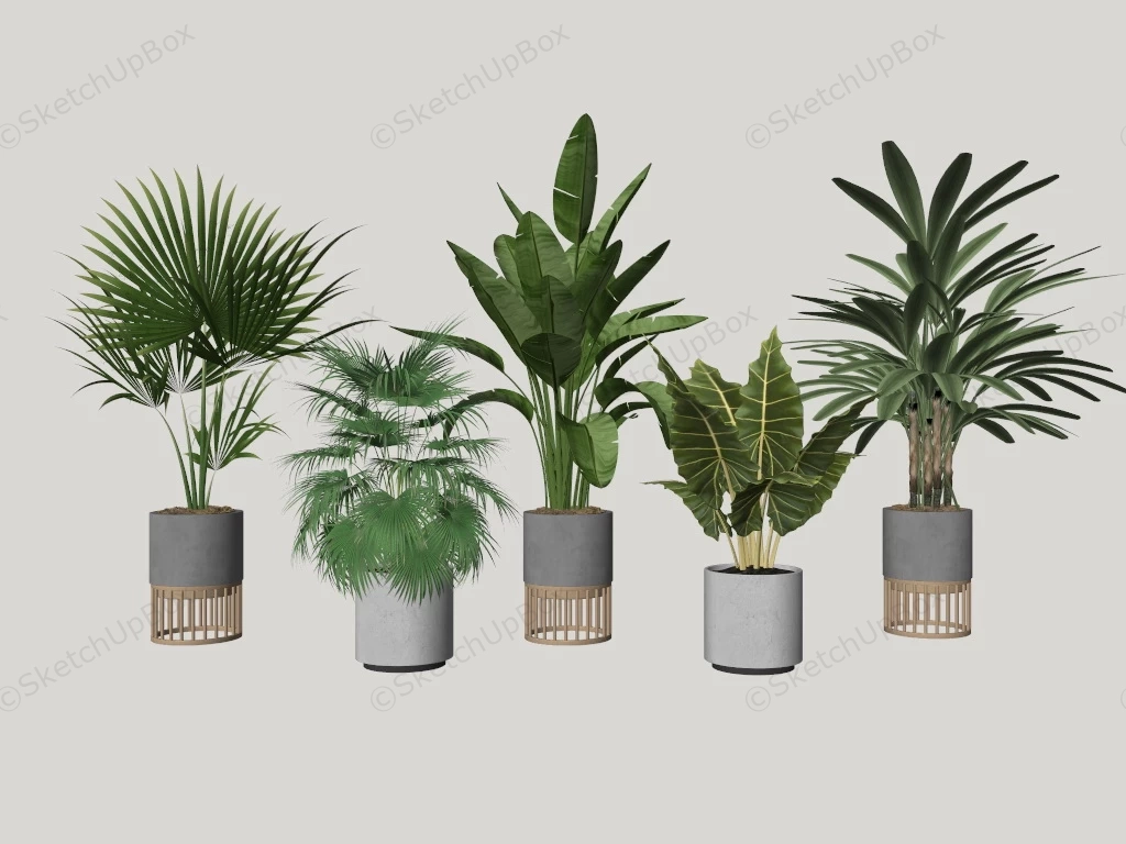 5 Indoor Plants Set sketchup model preview - SketchupBox