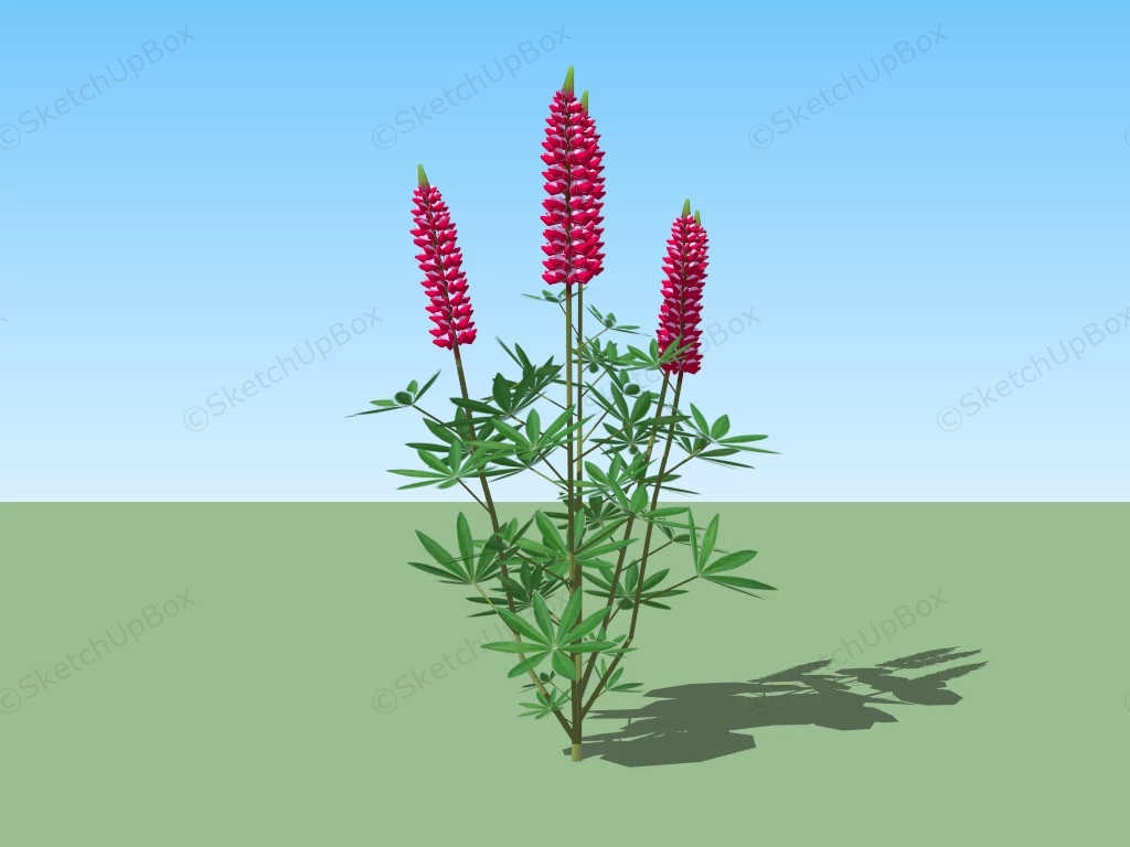 Red Lupine Plant sketchup model preview - SketchupBox