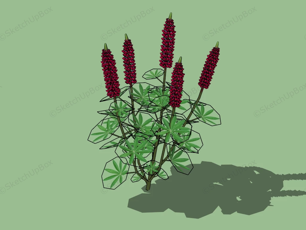 Red Lupine Plant sketchup model preview - SketchupBox