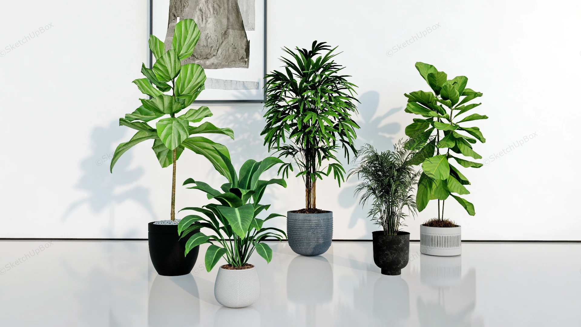 Large Indoor Houseplants sketchup model preview - SketchupBox