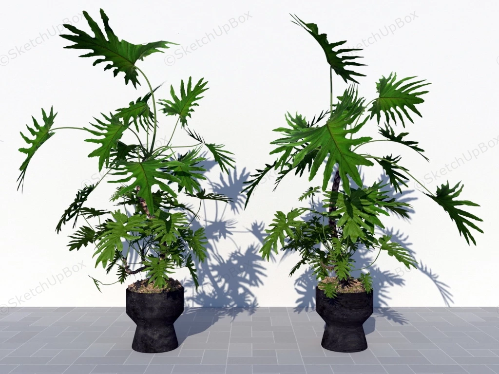 Large Indoor Split Leaf Philodendron Plant sketchup model preview - SketchupBox